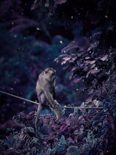 Lomography Lomochrome Purple XR